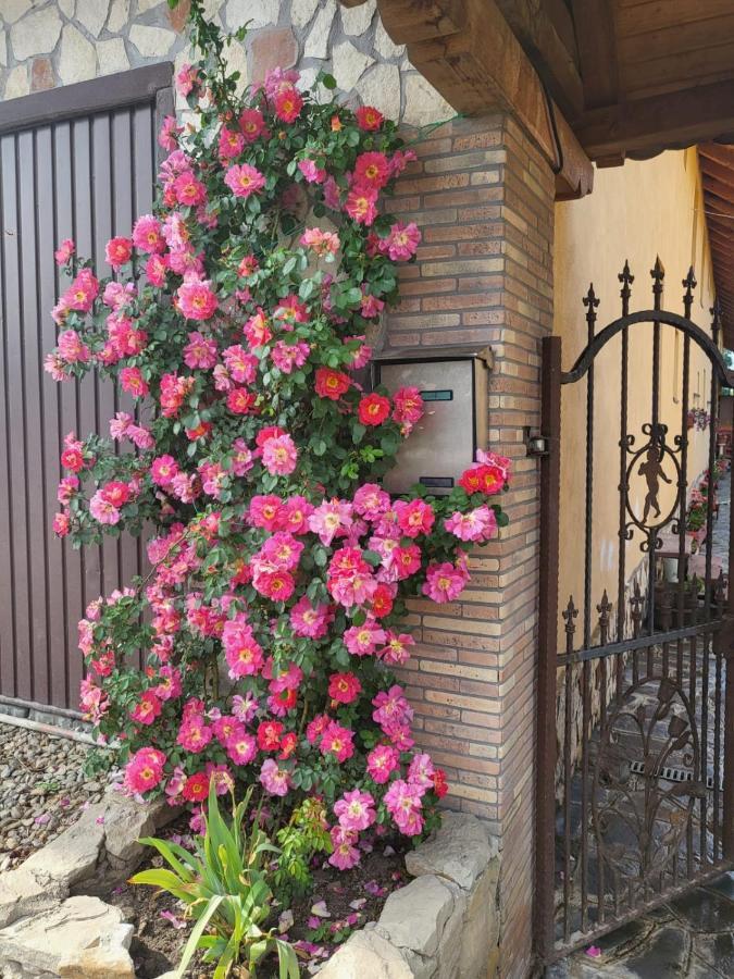 Cincu Casa Maria 아파트 외부 사진