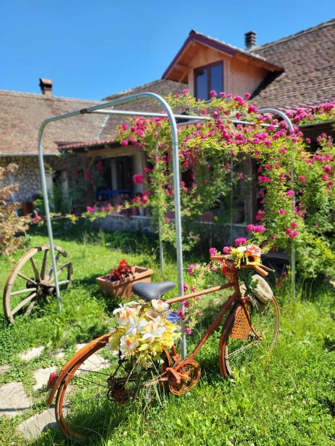 Cincu Casa Maria 아파트 외부 사진